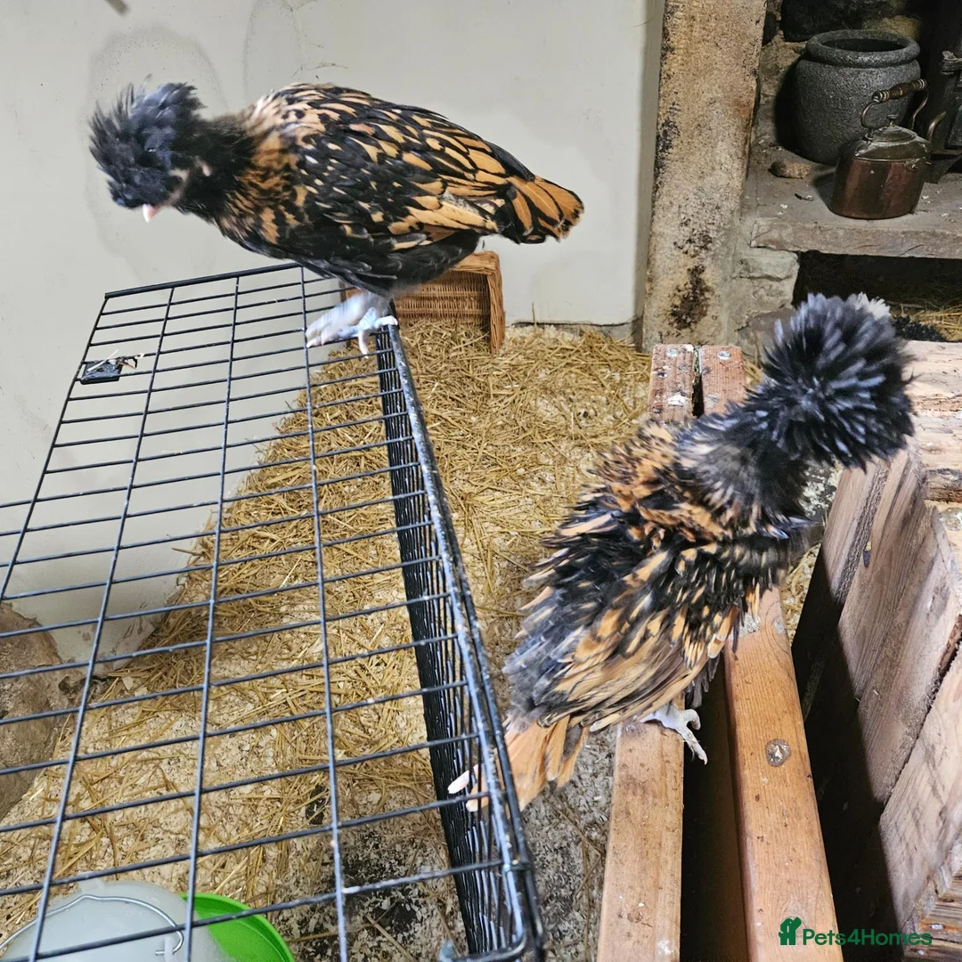 Chickens poultry for sale: Polkies and silkies for sale  - Advert 14