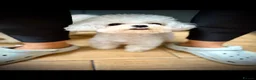 Bichon Frise dogs for stud: 🍒UK’s only Asian Mini Bichon for stud!!  - Advert 5