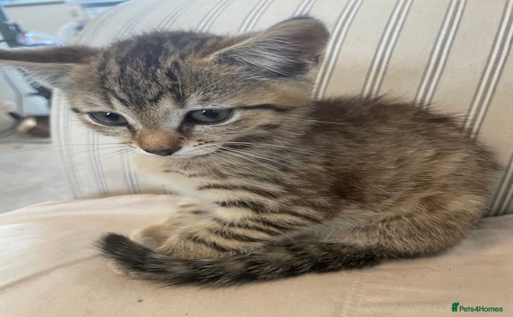 Domestic Shorthair cats - Advert 1