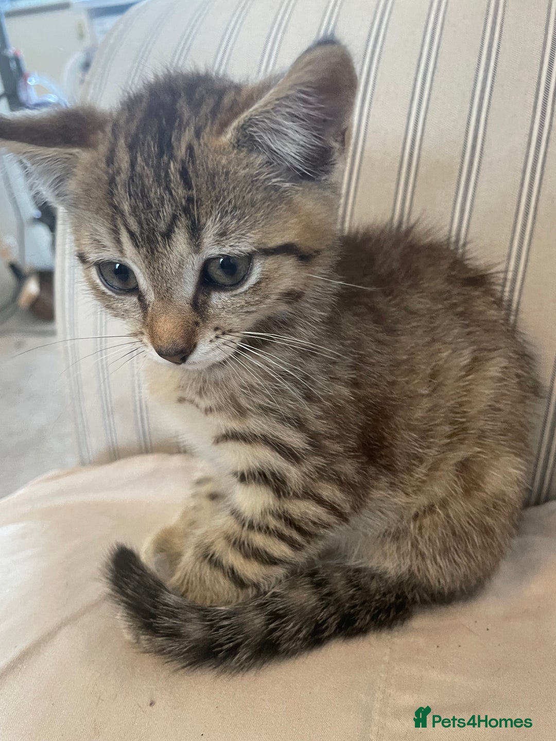 Domestic Shorthair cats for sale:  Tabby Kitten Female - Image 1