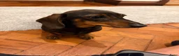 Miniature Dachshund dogs for sale: Miniature dachshund puppies  in Bilston - Advert 8