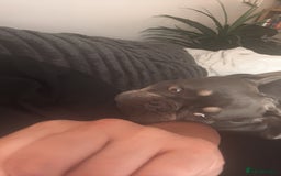 French Bulldog dogs for sale: Looking to Rehome My 2 French Bulldogs - Image 4