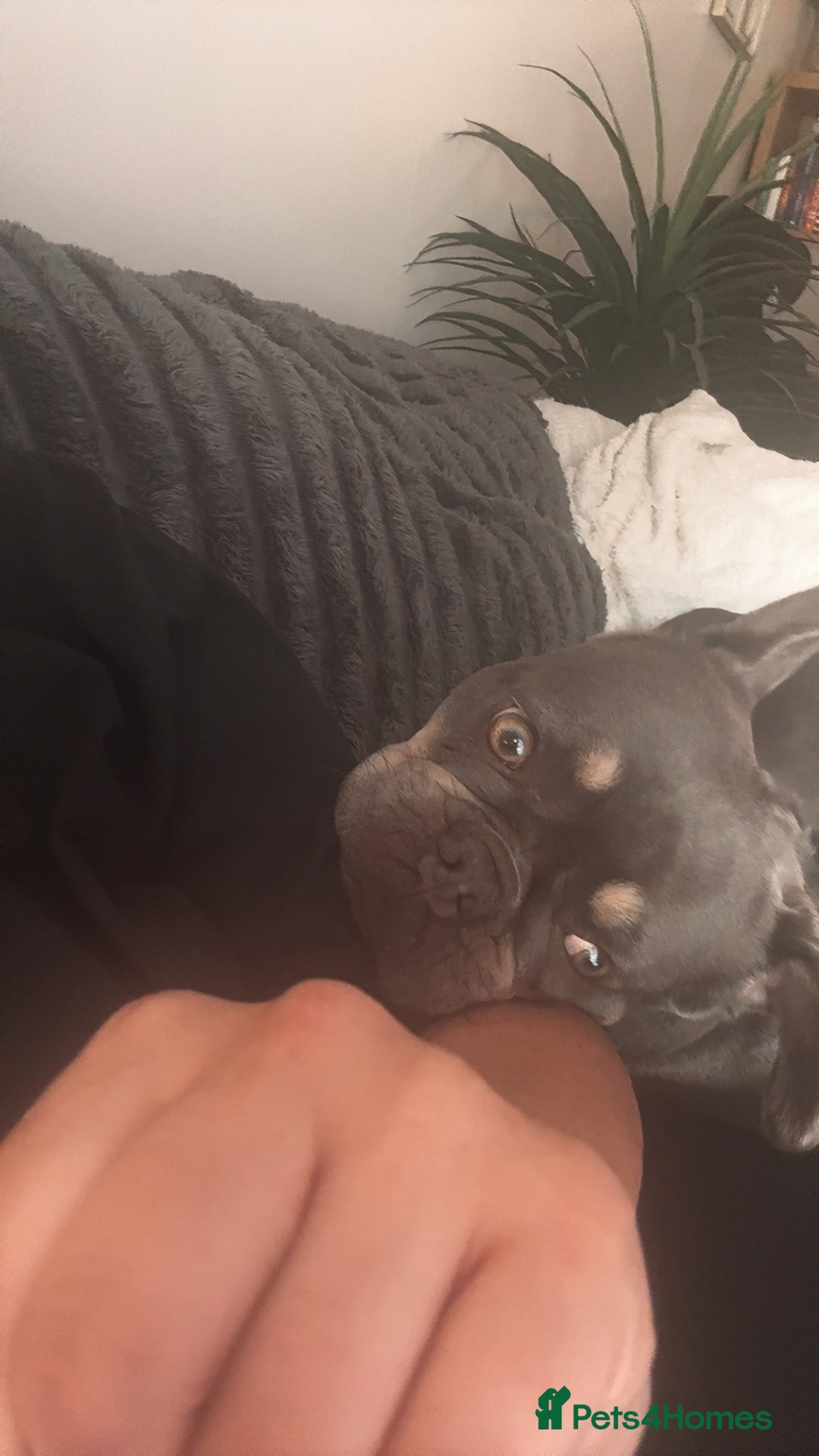 French Bulldog dogs for sale: Looking to Rehome My 2 French Bulldogs - Image 4
