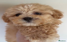 Maltipoo dogs for sale: ONLY 1 Exceptional korean maltipoo left - Image 6