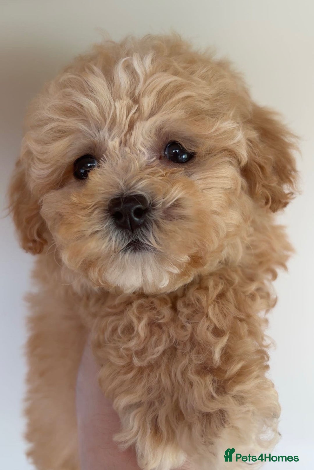 Maltipoo dogs for sale: ONLY 1 Exceptional korean maltipoo left - Image 6