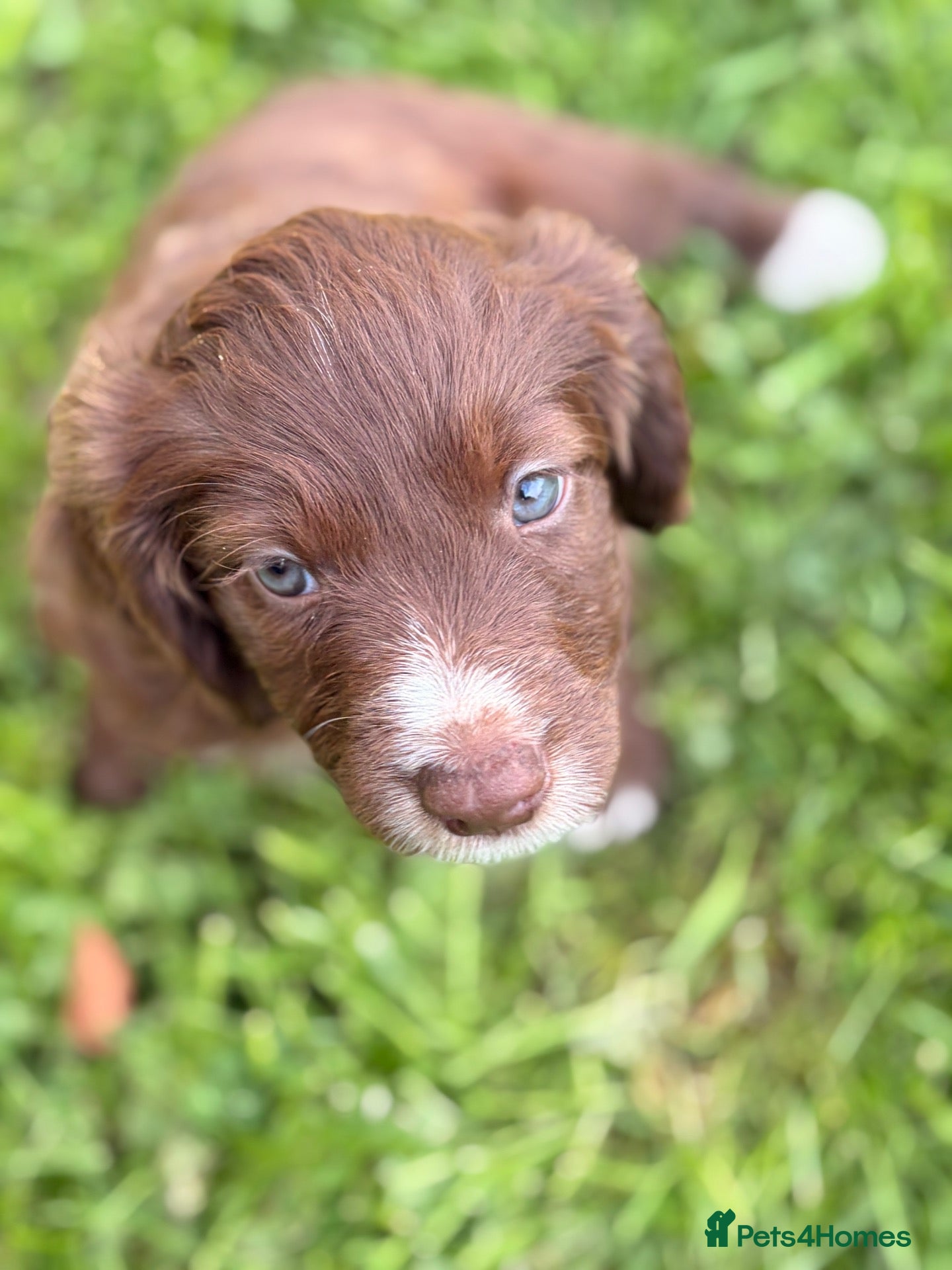 Mixed Breed dogs BEAUTIFUL COCKER X COLLIE PUPS - Advert 5