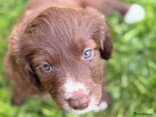 Mixed Breed dogs BEAUTIFUL COCKER X COLLIE PUPS - Advert 5