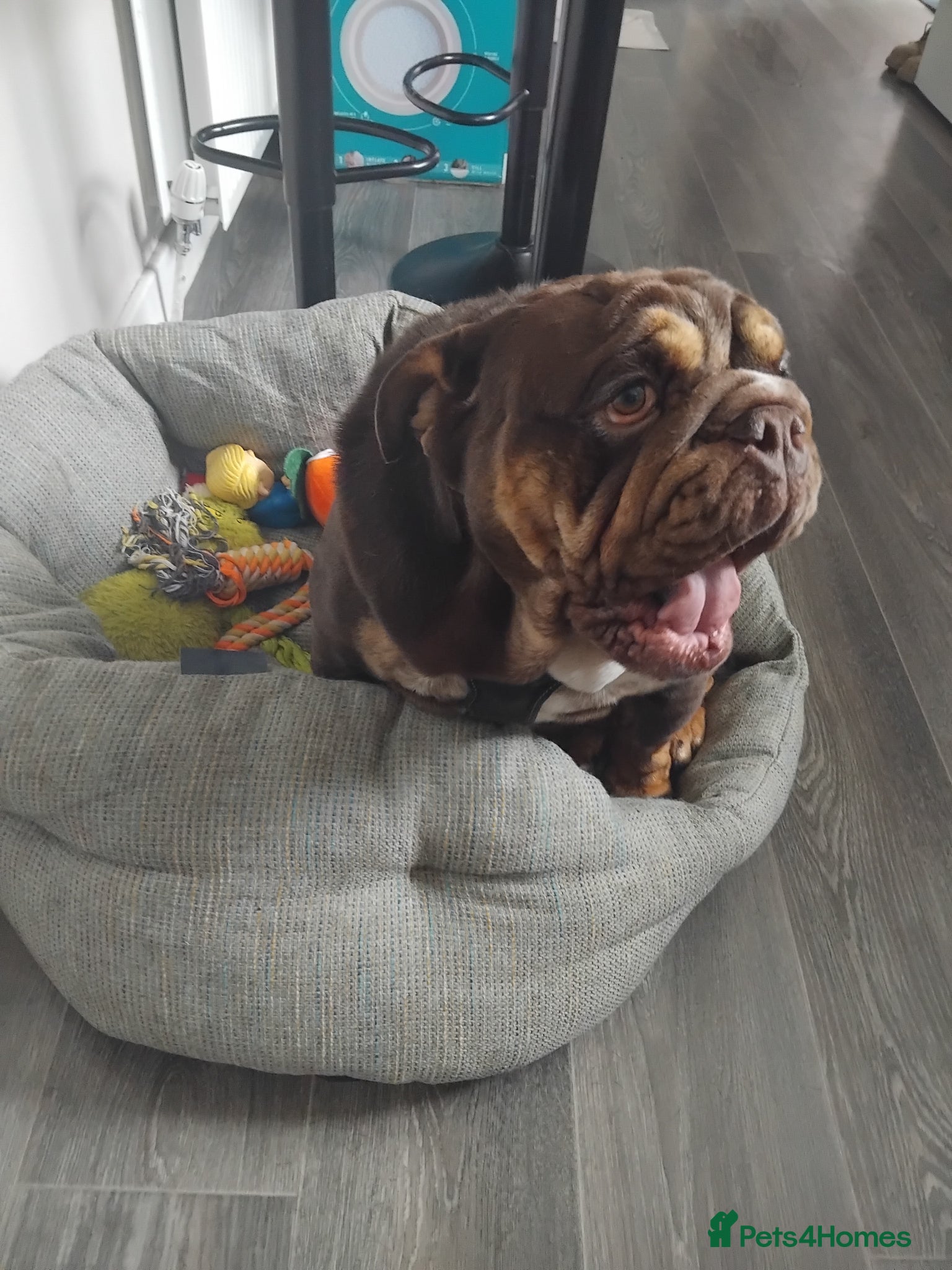 English Bulldog dogs Lilac and tan bulldog  - Advert 4