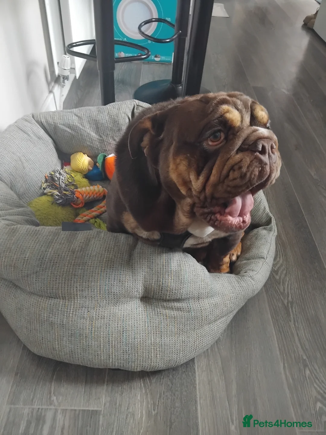 English Bulldog dogs for sale: Lilac and tan bulldog  in Dewsbury - Advert 1