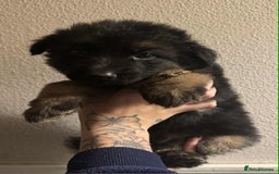 German Shepherd dogs for sale: Beautiful straight back German Shepherds  - Image 28