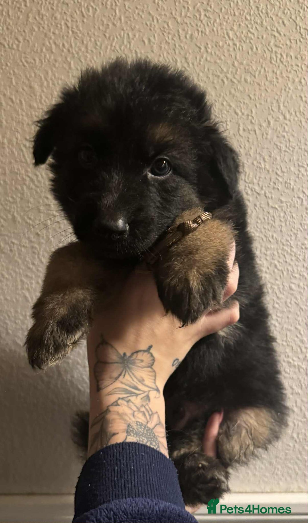 German Shepherd dogs for sale: Beautiful straight back German Shepherds  - Image 28