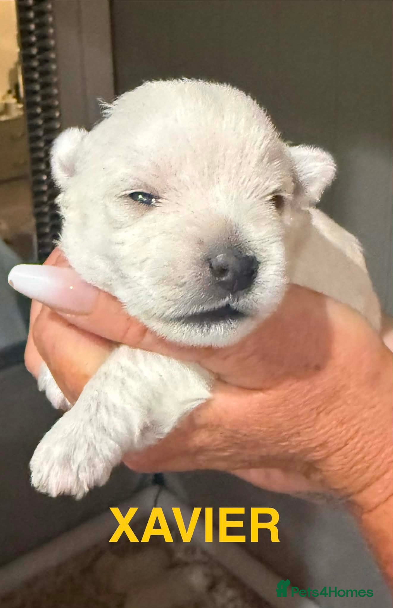 West Highland Terrier dogs for sale: Beautiful Westie puppies  - Advert 11