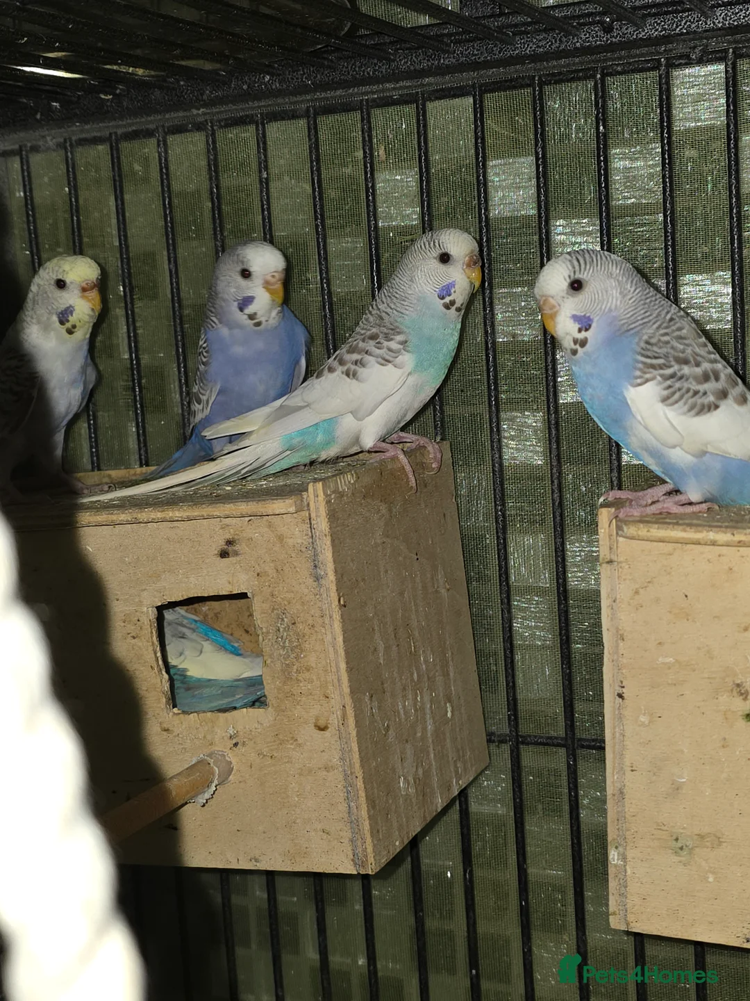 Budgerigars birds for sale: Budgies for sale - Advert 8