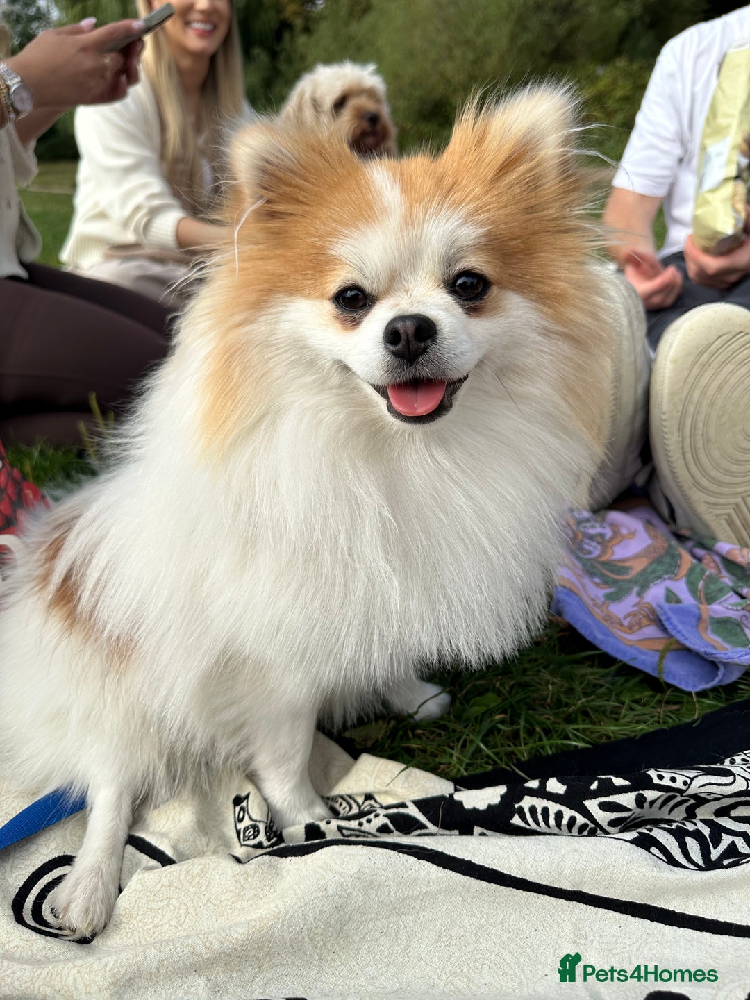 Pomeranian dogs for stud: Lover boy Romeo  - Advert 19