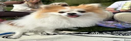 Pomeranian dogs for stud: STUD ONLY Lover boy Romeo  - Advert 19