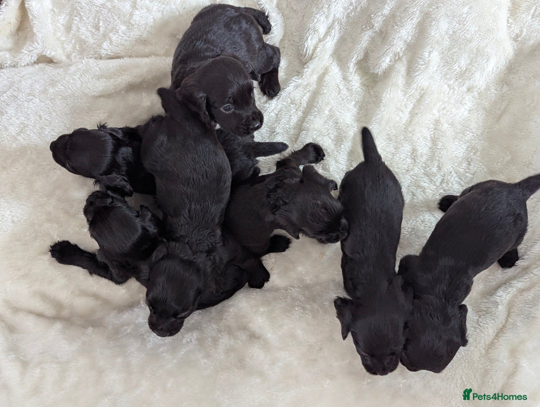 Cocker Spaniel dogs for sale: Beautiful black working cocker spaniel puppies  - Image 7