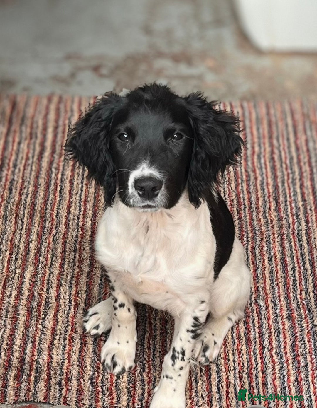 English Springer Spaniel dogs for sale: Benji - Advert 3