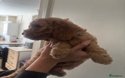 Cockapoo dogs for sale: F2 cockapoo pups  - Image 12