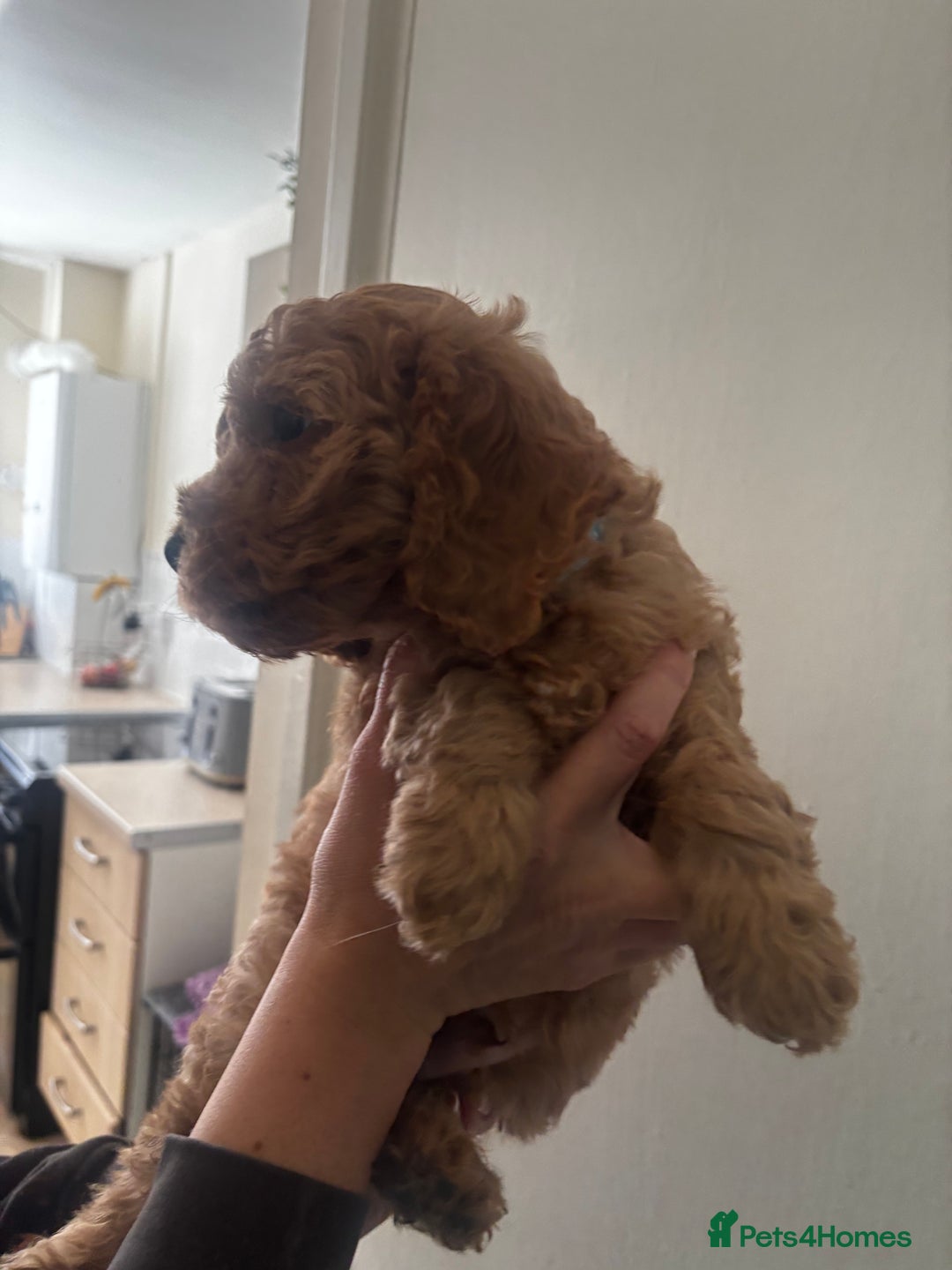Cockapoo dogs for sale: F2 cockapoo pups  - Image 12