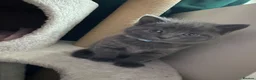 British Shorthair cats for sale: 2 female Grey kittens - Advert 10