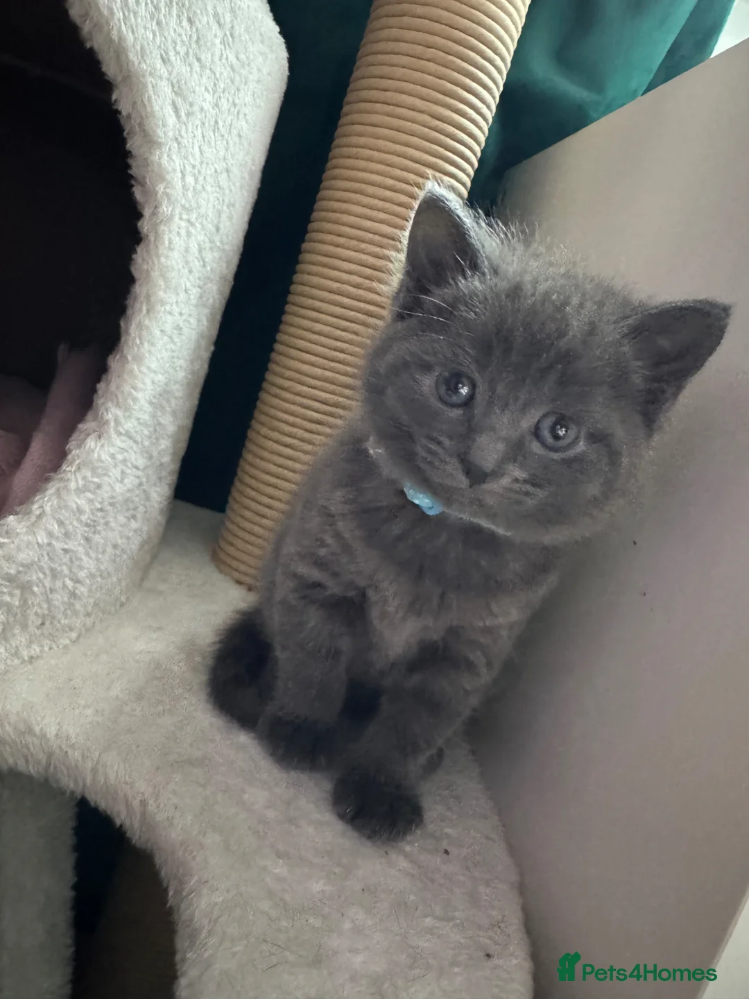 British Shorthair cats for sale: 2 female Grey kittens - Advert 10