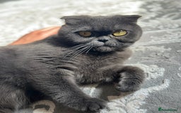 Scottish Fold cats for sale: A lovely Scottish fold cat - Image 3