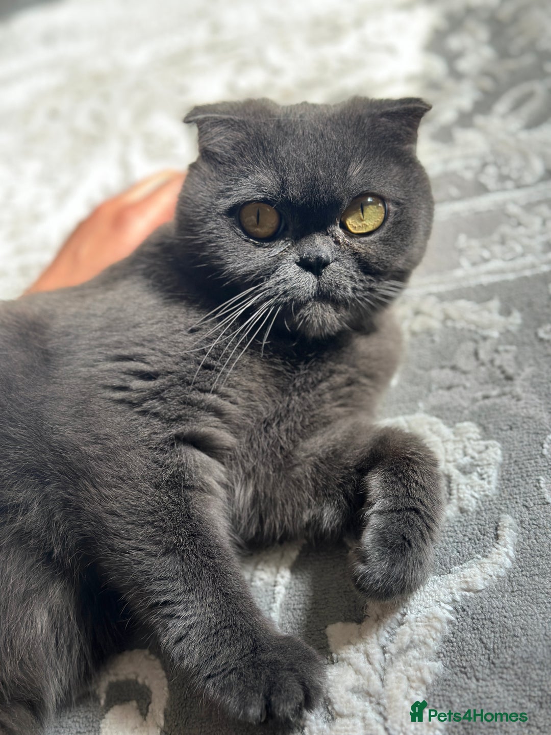 Scottish Fold cats for sale: A lovely Scottish fold cat - Image 3