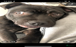 Mixed Breed dogs for stud: STAFFORDSHIRE BULL TERRIER MIX FOR STUD - Image 16