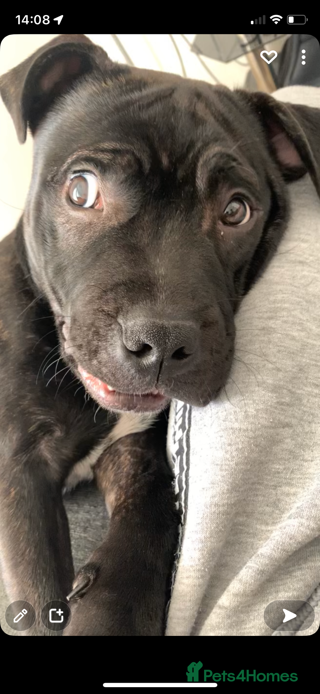 Mixed Breed dogs for stud: STAFFORDSHIRE BULL TERRIER MIX FOR STUD - Image 16