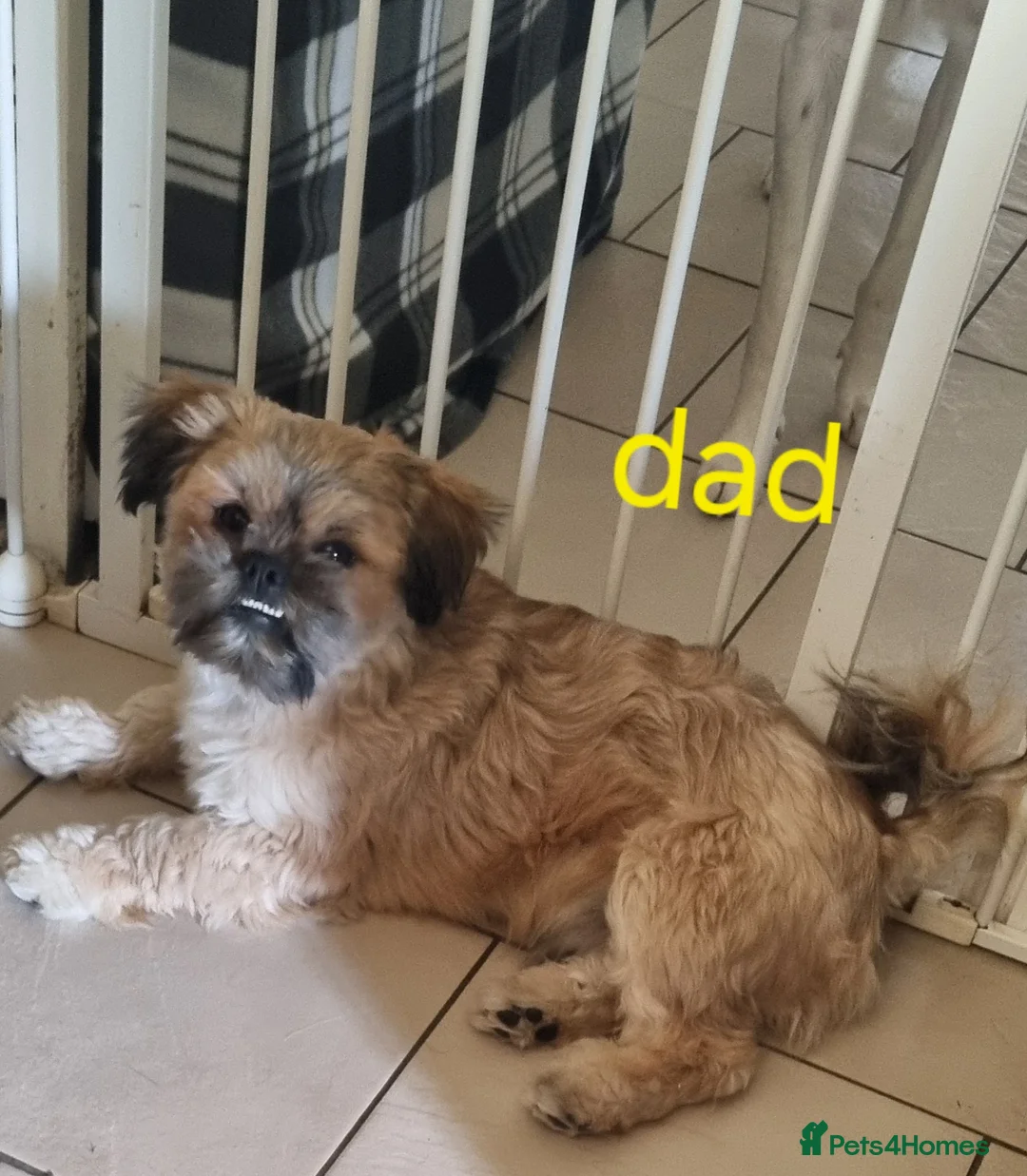 Lhasa Apso dogs for sale: Lhasa apso puppies in Abergele - Advert 7