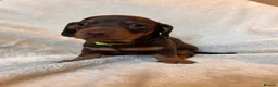 Miniature Dachshund dogs for sale:  🍫 Beautiful Chocolate & Tan Mini Dachshunds  - Advert 4