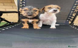 Jack Russell dogs for sale: Jack Russell Puppies  - Image 1