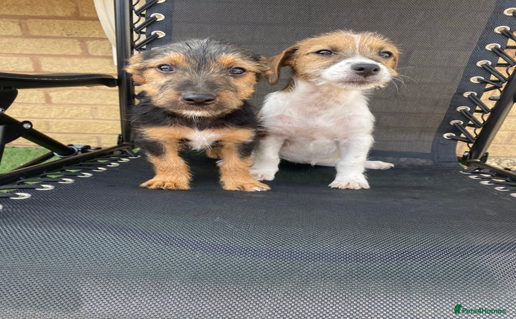 Jack Russell dogs - Advert 5