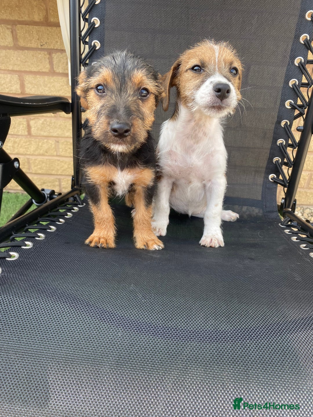 Jack Russell dogs for sale: Jack Russell Puppies  - Image 1