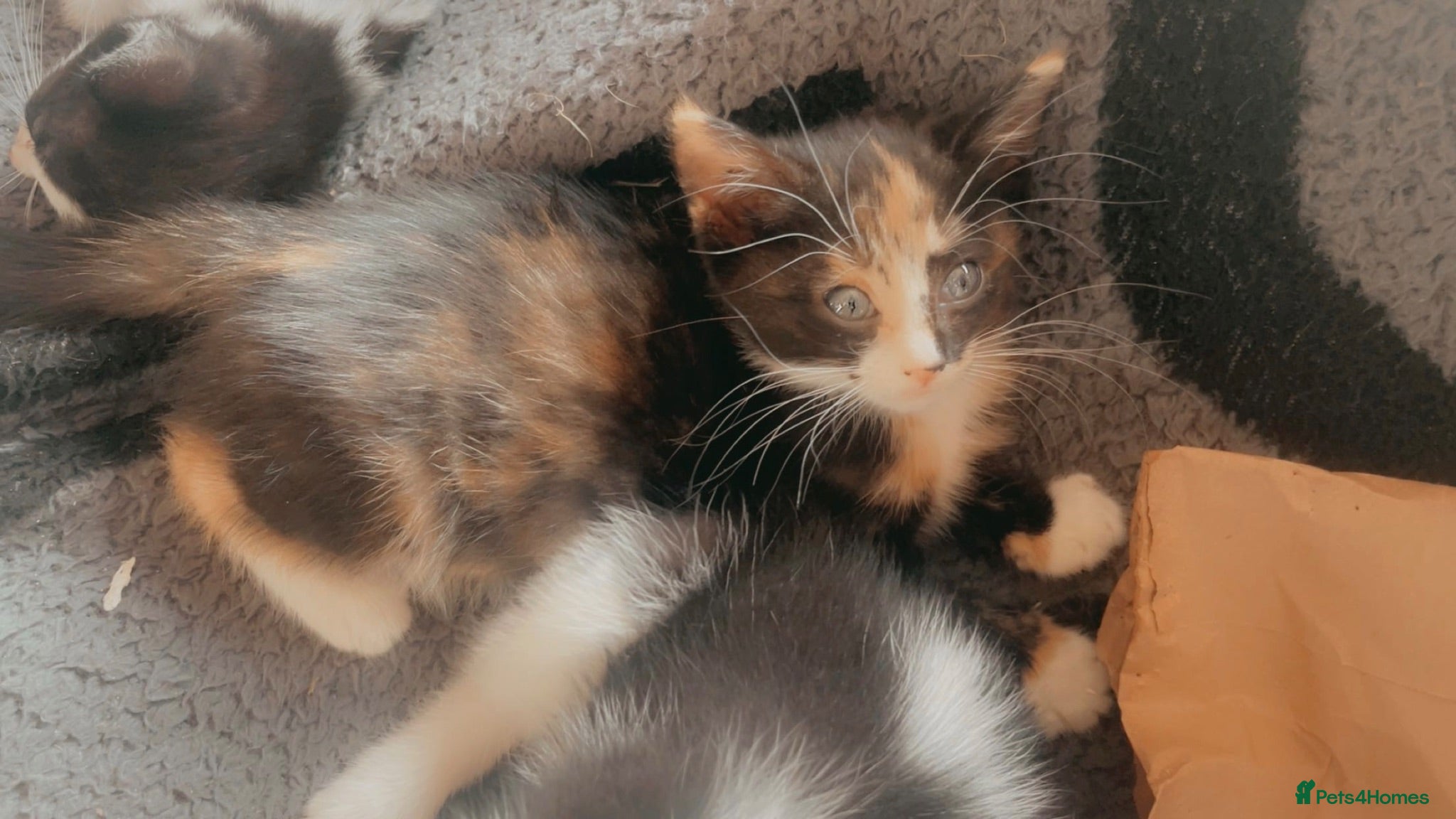 Mixed Breed cats Kittens for sale  - Advert 1