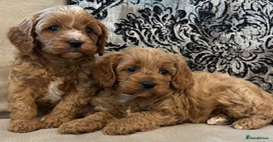 Cavapoo dogs - Advert 16