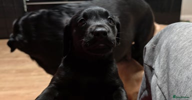 Labrador Retriever dogs - Advert 15