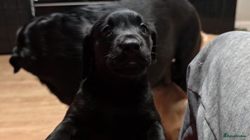 Labrador Retriever dogs - Advert 15