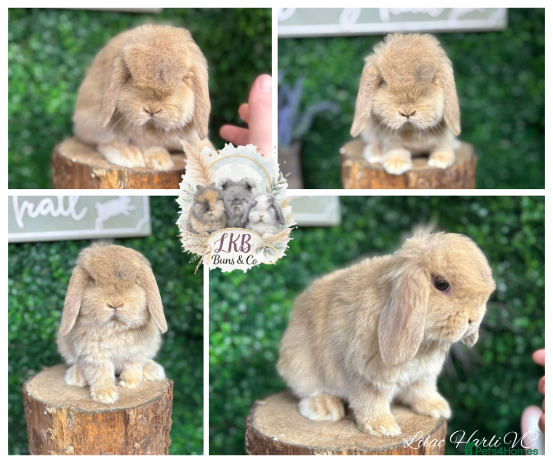 Mini Lop rabbits for sale: ✨PEDIGREE MINI LOPS✨ - Advert 2