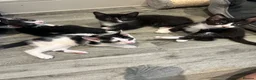 Mixed Breed cats for sale: Beautiful Tuxedo Male kittens in Erith - Advert 4