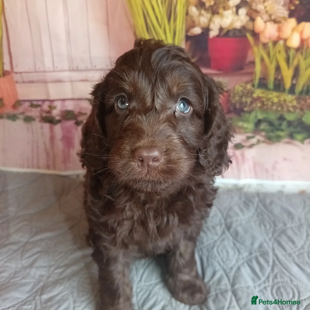 Australian Labradoodle dogs for sale: FULLY HEALTH TESTED CHOCOLATE BOX  **  BABIES🌈  in Boston - Advert 7