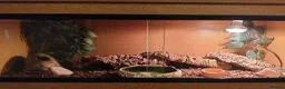 Leopard Gecko reptiles for sale: Leopard gecko and full set up in Lymington - Advert 3