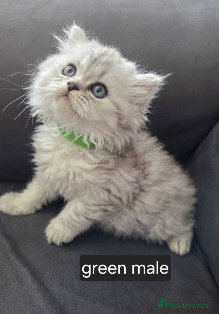 Persian cats for sale: Persian chinchilla  in Glasgow - Advert 4