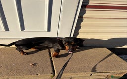 Dachshund dogs for sale: Three beautiful dachshund’s  - Advert 8