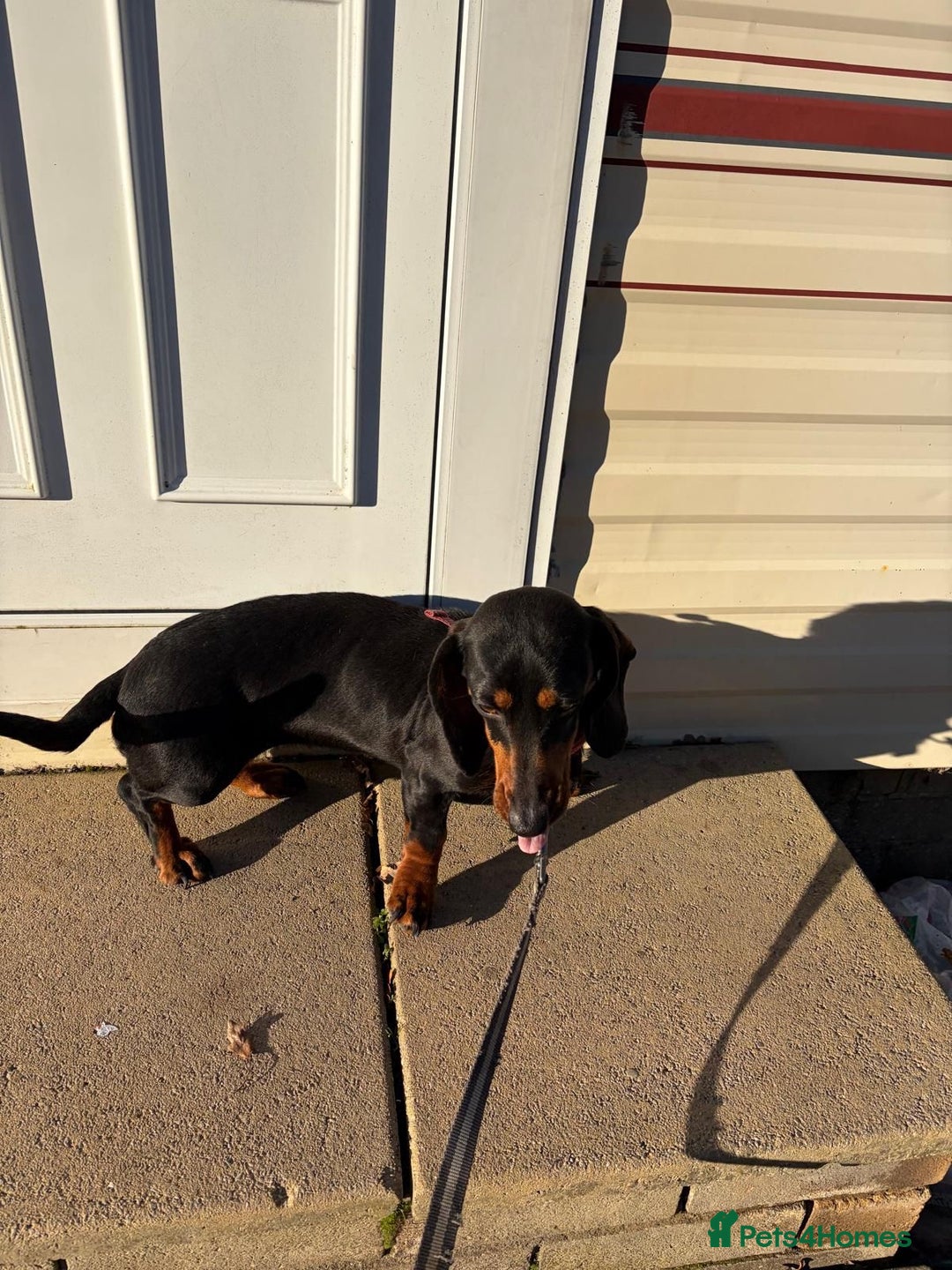 Dachshund dogs for sale: Three beautiful dachshund’s  - Advert 8