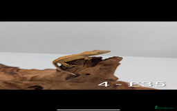 Gecko reptiles for sale: Beautiful baby crested geckos! - Image 3