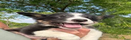 Border Collie dogs for sale: Beautiful Tri Border Collies looking for 5⭐️ homes - Advert 25