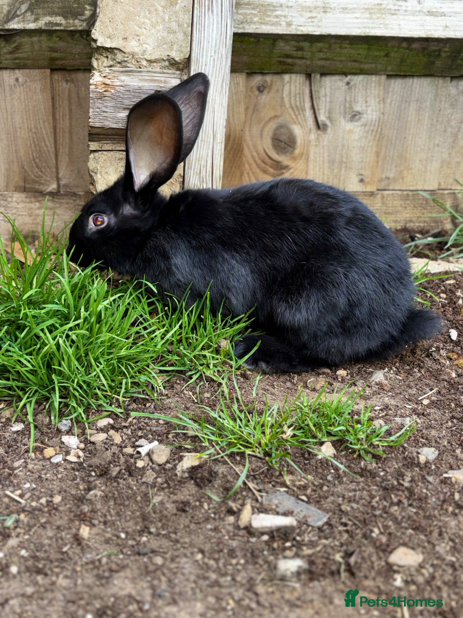 Continental Giant rabbits 1 LEFT GERMAN GIANTS(continentals)  - Advert 10