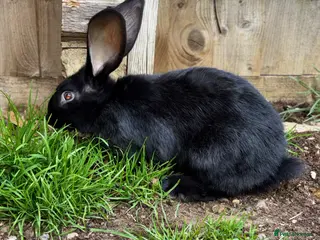 Continental Giant rabbits 1 LEFT GERMAN GIANTS(continentals) - Advert 10