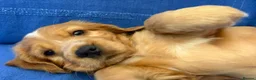 Cocker Spaniel dogs for sale: Show Cocker Spaniels - Golden/Red and Sable - Advert 20
